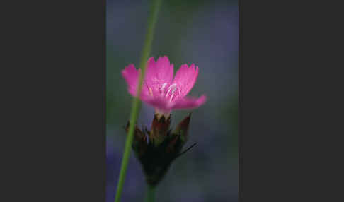 Karthäuser-Nelke (Dianthus carthusianorum)