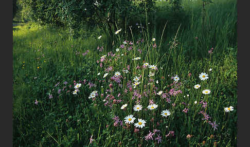 Margerite (Leucanthemum vulgare)