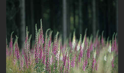 Roter Fingerhut (Digitalis purpurea)