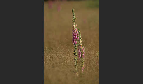 Roter Fingerhut (Digitalis purpurea)