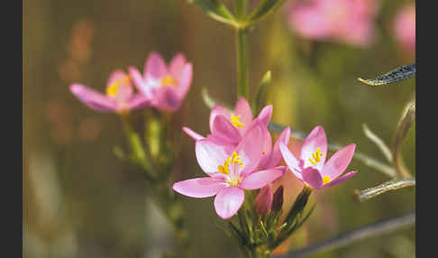 Echtes Tausendgüldenkraut (Centaurium erythraea)