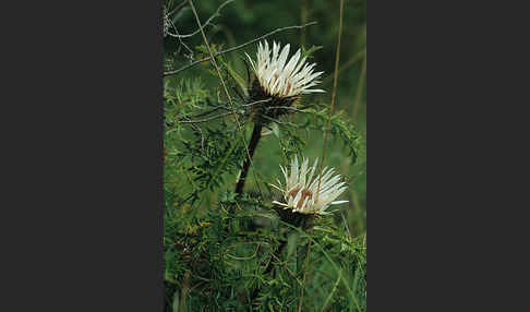 Silberdistel (Carlina acaulis)