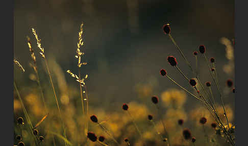 Großer Wiesenknopf (Sanguisorba officinalis)