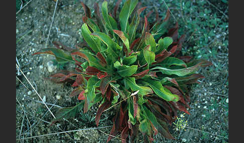 Nachtkerze (Oenothera spec.)