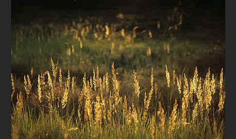 Land-Reitgras (Calamagrostis epigejos)
