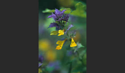 Hain-Wachtelweizen (Melampyrum nemorosum)