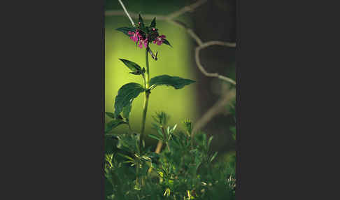 Rote Lichtnelke (Silene dioica)