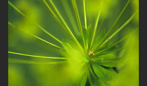 Wolfsmilch (Euphorbia echinus)