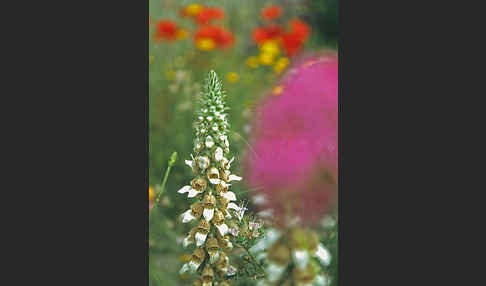 Wolliger Fingerhut (Digitalis lanata)