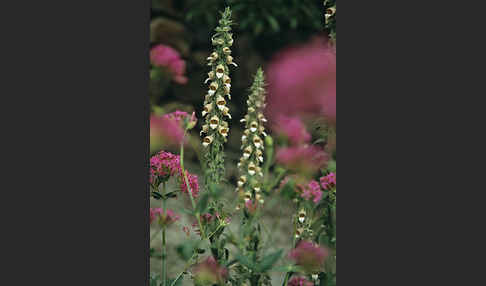Wolliger Fingerhut (Digitalis lanata)