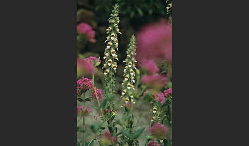 Wolliger Fingerhut (Digitalis lanata)