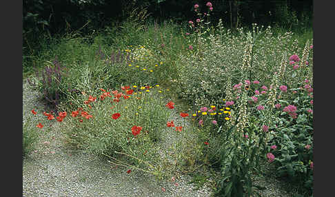 Garten (garden)