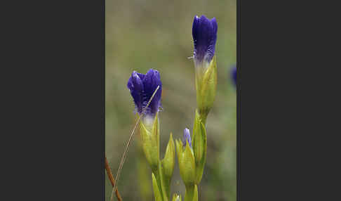 Gewöhnlicher Fransenenzian (Gentianella ciliata)