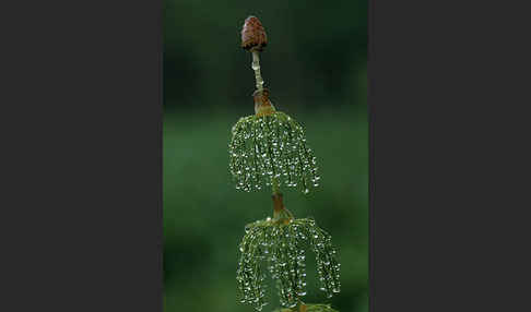 Wald-Schachtelhalm (Equisetum sylvaticum)