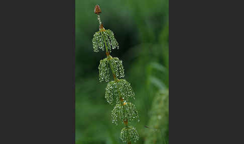 Wald-Schachtelhalm (Equisetum sylvaticum)