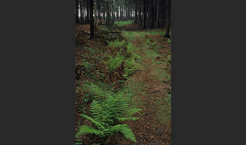 Wald-Frauenfarn (Athyrium filix-femina)