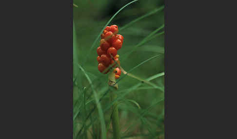 Gefleckter Aronstab (Arum maculatum)