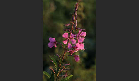 Schmalblättriges Weidenröschen (Epilobium angustifolium)