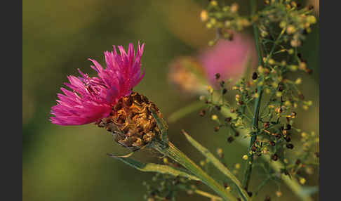 Wiesen-Flockenblume (Centaurea jacea)