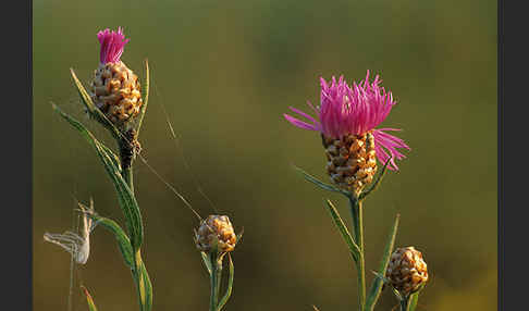 Wiesen-Flockenblume (Centaurea jacea)