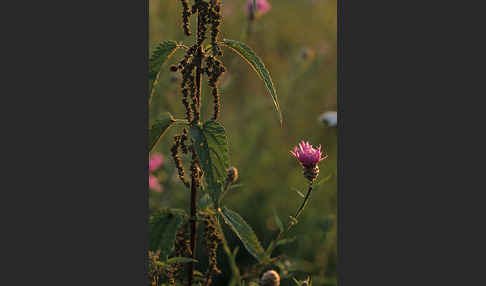 Brennnessel (Urtica spec.)