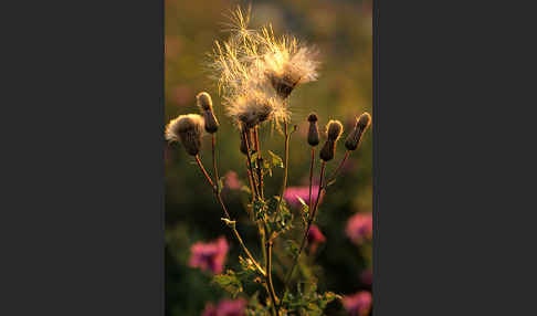 Acker-Kratzdistel (Cirsium arvense)