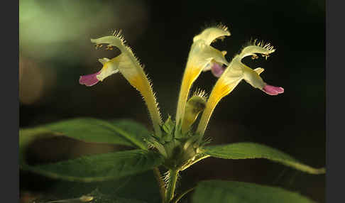 Bunter Hohlzahn (Galeopsis speciosa)