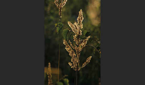 Land-Reitgras (Calamagrostis epigejos)