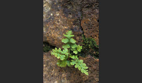 Mauerraute (Asplenium ruta-muraria)