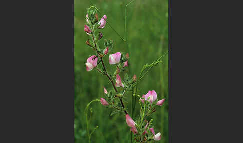 Dornige Hauhechel (Ononis spinosa)