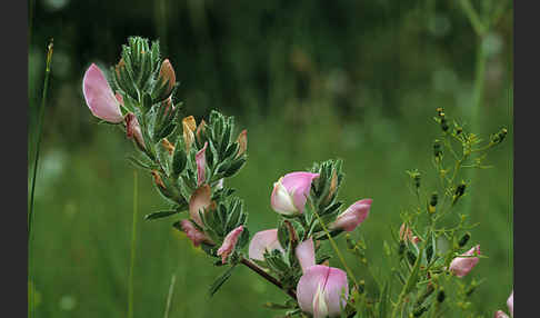 Dornige Hauhechel (Ononis spinosa)
