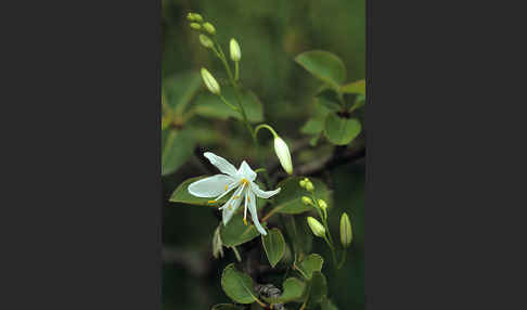 Ästige Graslilie (Anthericum ramosum)