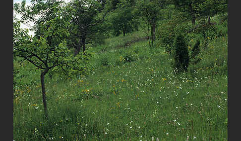 Ästige Graslilie (Anthericum ramosum)