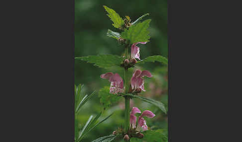 Gefleckte Taubnessel (Lamium maculatum)