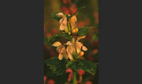 Taubnessel (Lamium album x lamium maculatum)