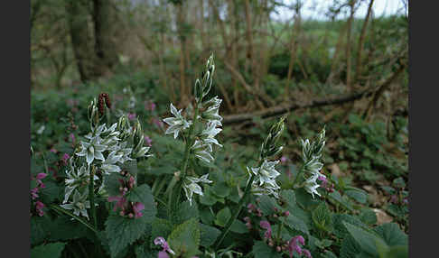 Nickender Milchstern (Ornithogalum nutans)