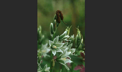 Nickender Milchstern (Ornithogalum nutans)