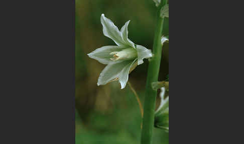 Nickender Milchstern (Ornithogalum nutans)