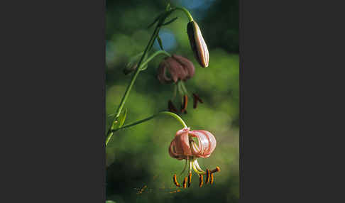 Türkenbund (Lilium martagon)