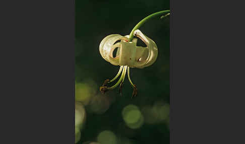 Türkenbund (Lilium martagon)