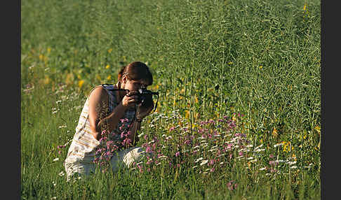 pröhl, pflanzen, flora, plants, meadow, feldrand, wildblumen, naturfoto