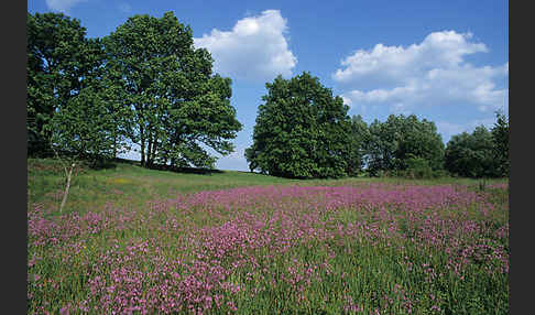 Kuckucks-Lichtnelke (Lychnis flos-cuculi)