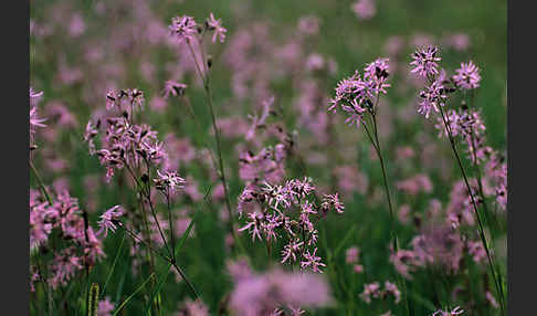 Kuckucks-Lichtnelke (Lychnis flos-cuculi)