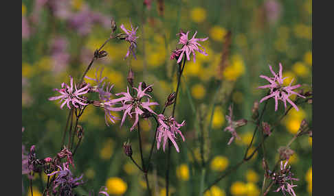 Kuckucks-Lichtnelke (Lychnis flos-cuculi)