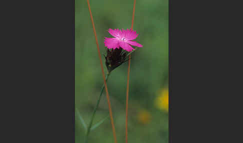 Karthäuser-Nelke (Dianthus carthusianorum)