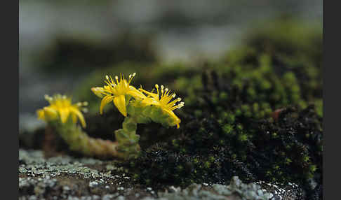 Mauerpfeffer (Sedum spec.)