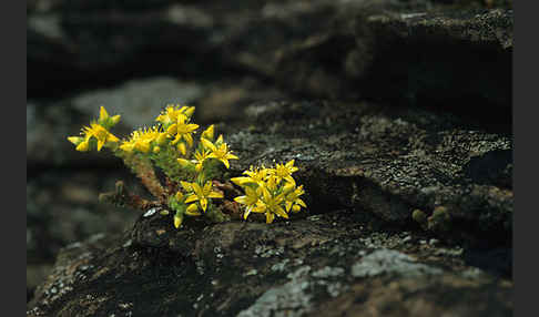 Mauerpfeffer (Sedum spec.)