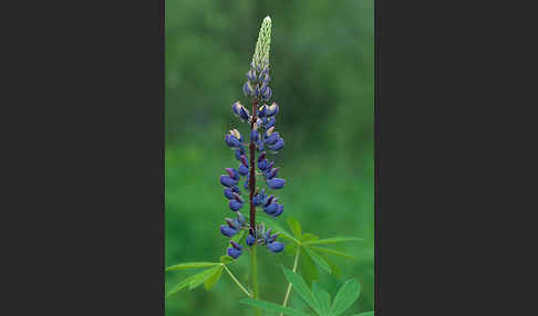 Stauden-Lupine (Lupinus polyphyllus)