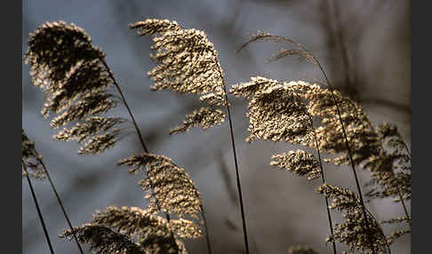 Gewöhnliches Schilf (Phragmites australis)