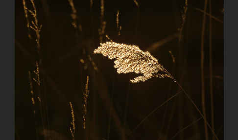 Gewöhnliches Schilf (Phragmites australis)